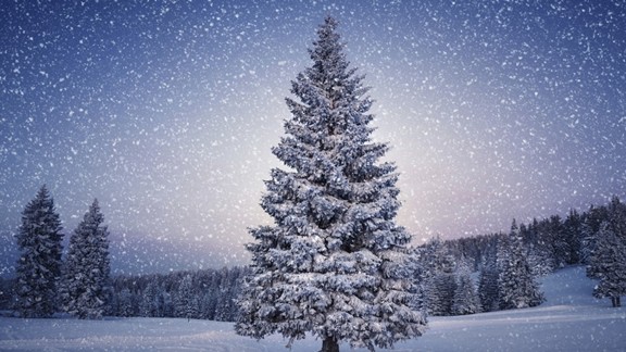 Kar Yağışı ve Çam Ağacı