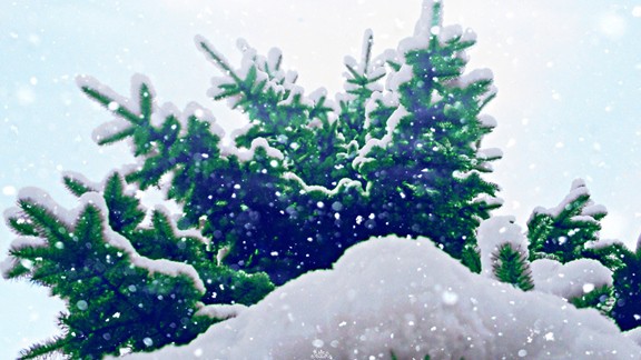 Kar Altında Çam Ağacı