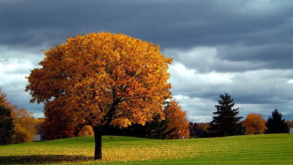 Sonbaharda Ağaç