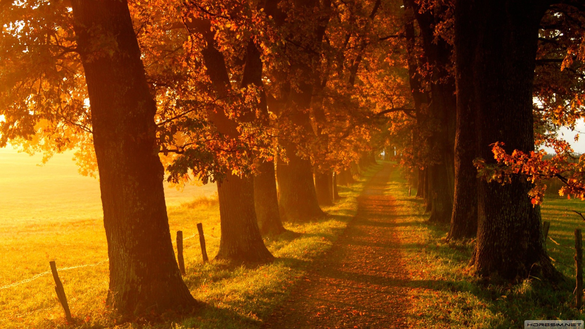 sonbahar,yol,ağaç,doğa