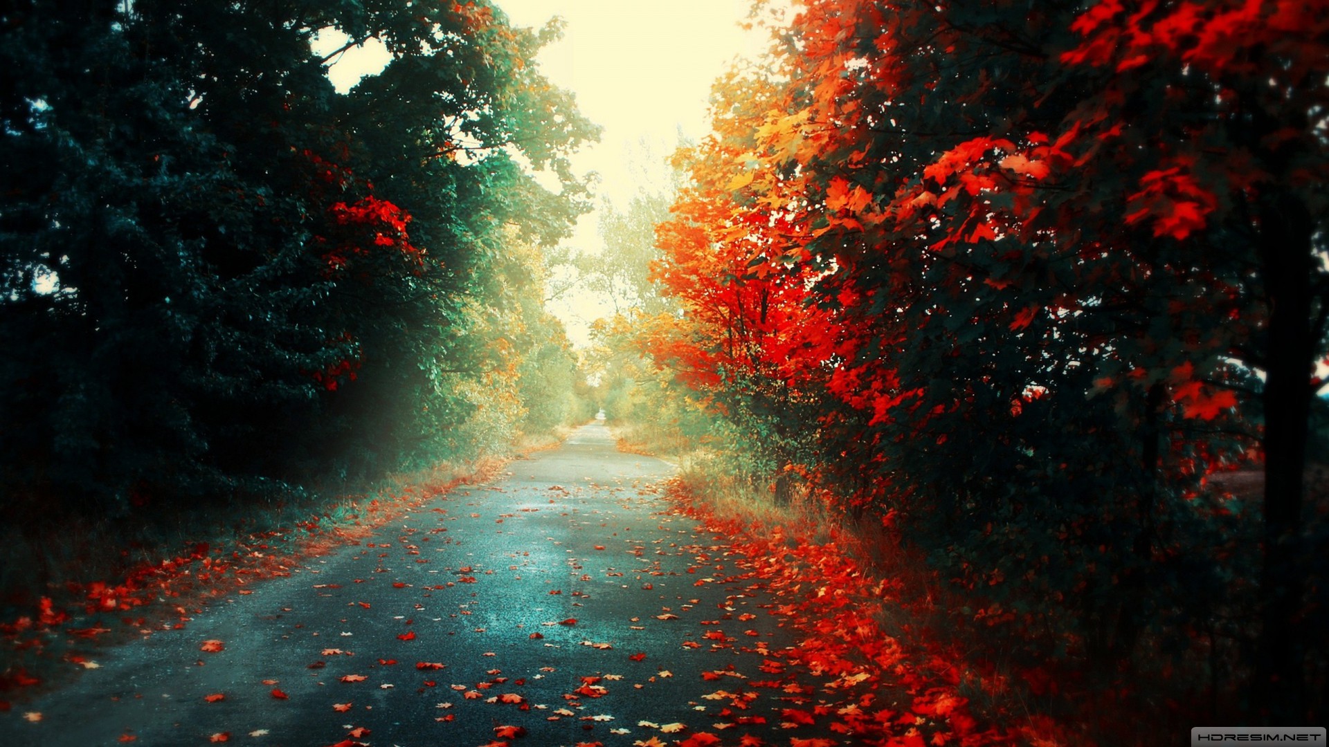 sonbahar,ağaç,yol
