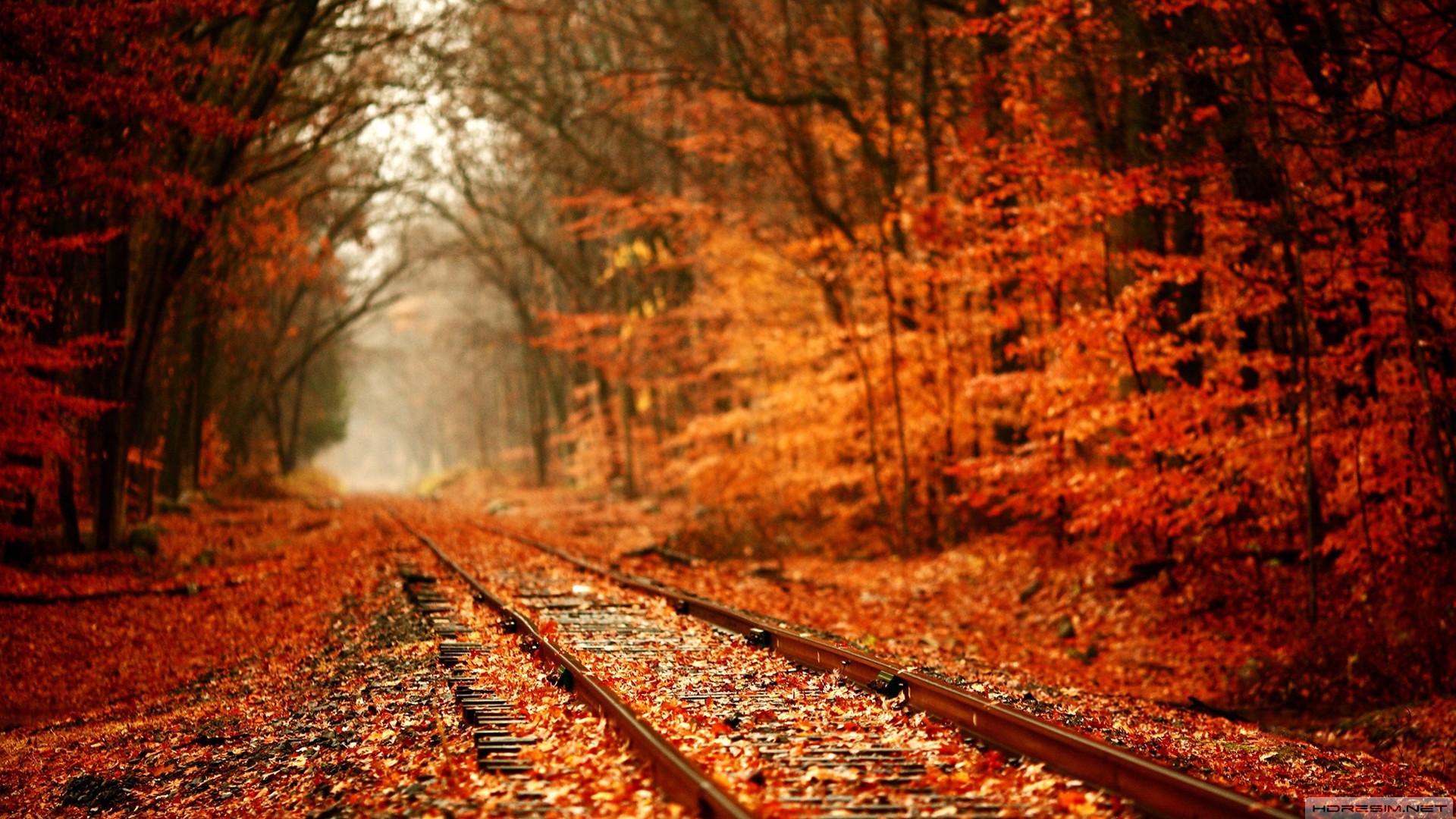 sonbahar,tren,ağaç,yaprak