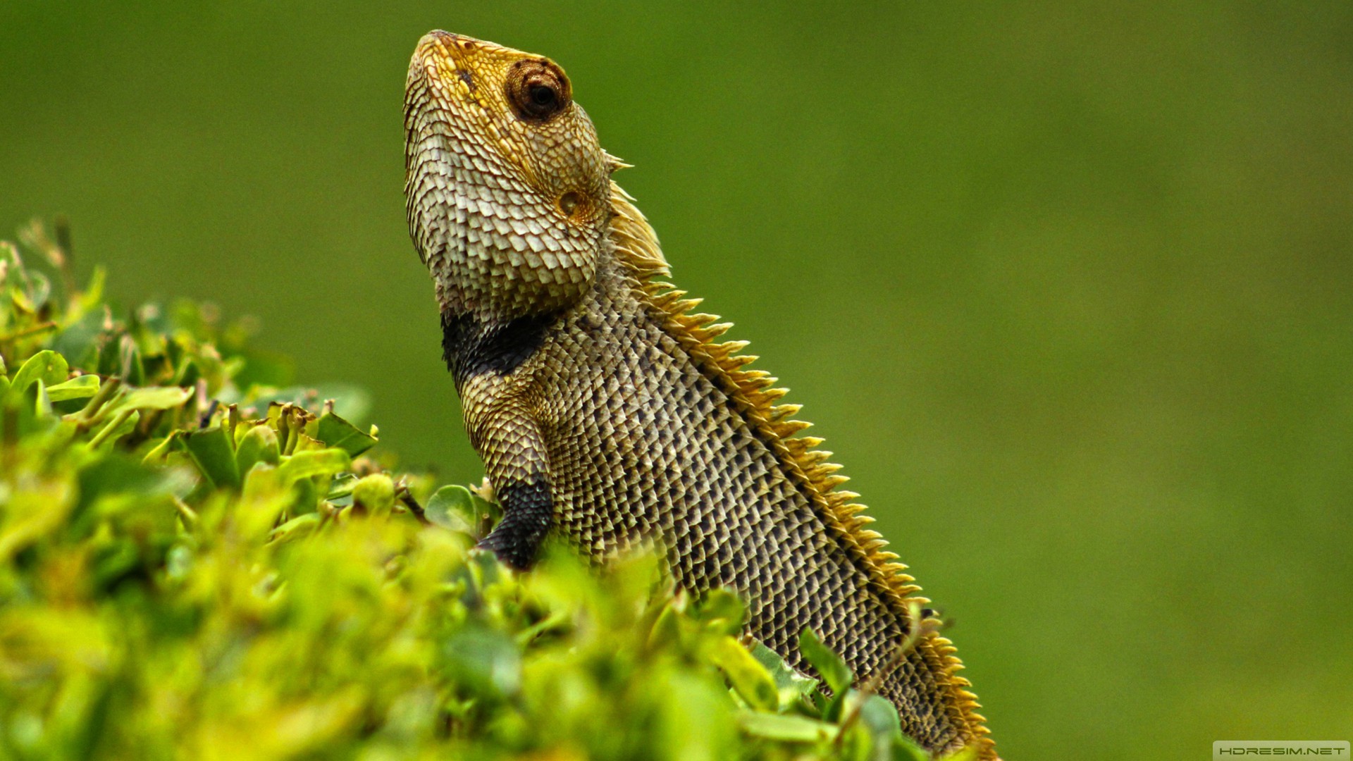 iguana,kertenkele,doğa