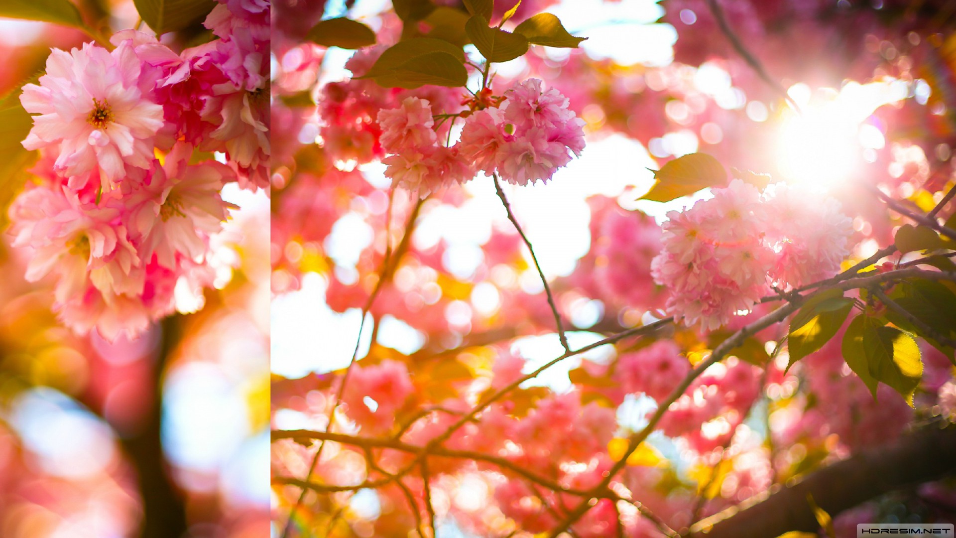 ilkbahar,çiçek,güneş