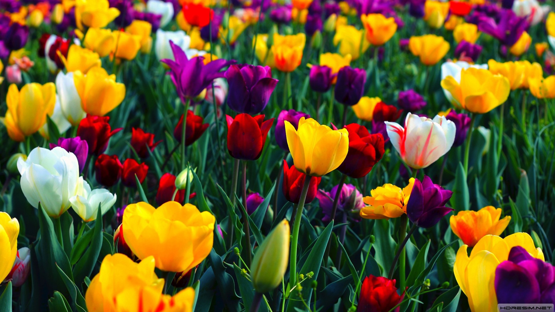 ilkbahar,çiçek,renkli