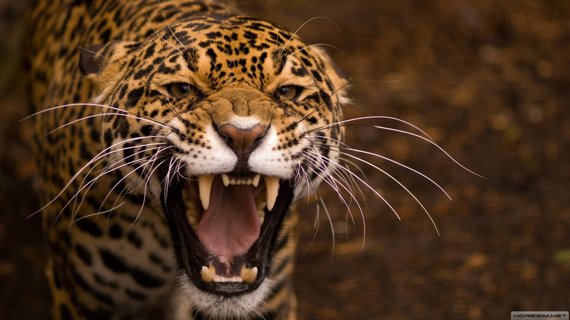 jaguar,hayvan,vahşi,doğa