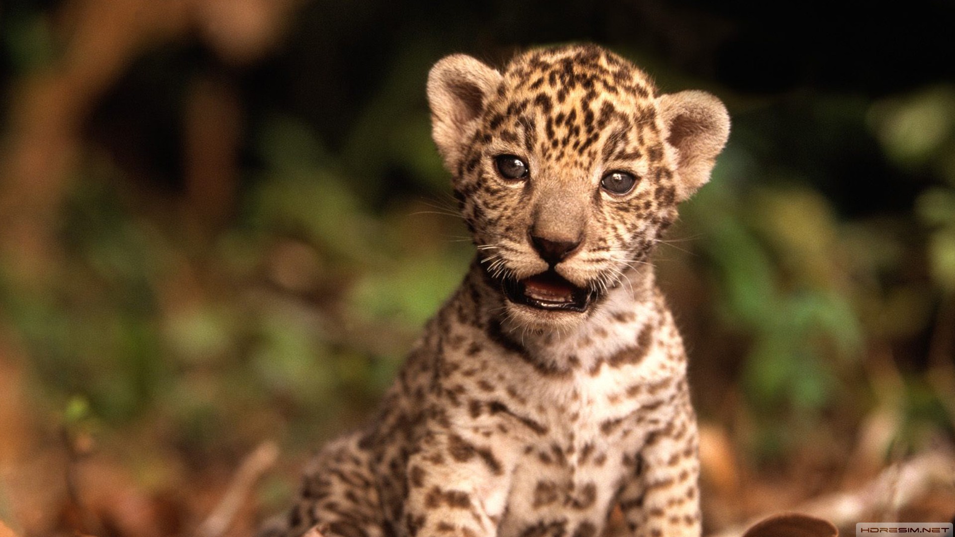 jaguar,hayvan,vahşi,doğa,yavru