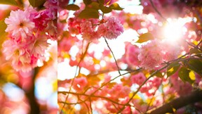 ilkbahar,çiçek,güneş