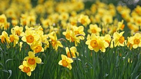 ilkbahar,çiçek,sarı