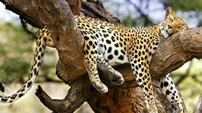 jaguar,hayvan,vahşi,doğa,ağaç