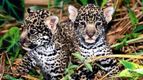 jaguar,hayvan,vahşi,doğa,yavru