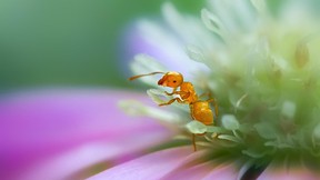 karınca,makro,çiçek
