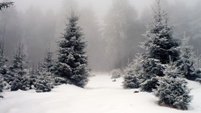 kış,kar,orman,ağaç