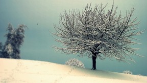 kış,kar,ağaç