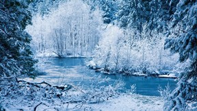 kış,kar,ağaç,orman,nehir