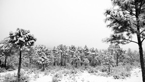 kış,kar,ağaç,orman