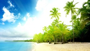 yaz,palmiye,ağaç,kumsal,doğa,deniz