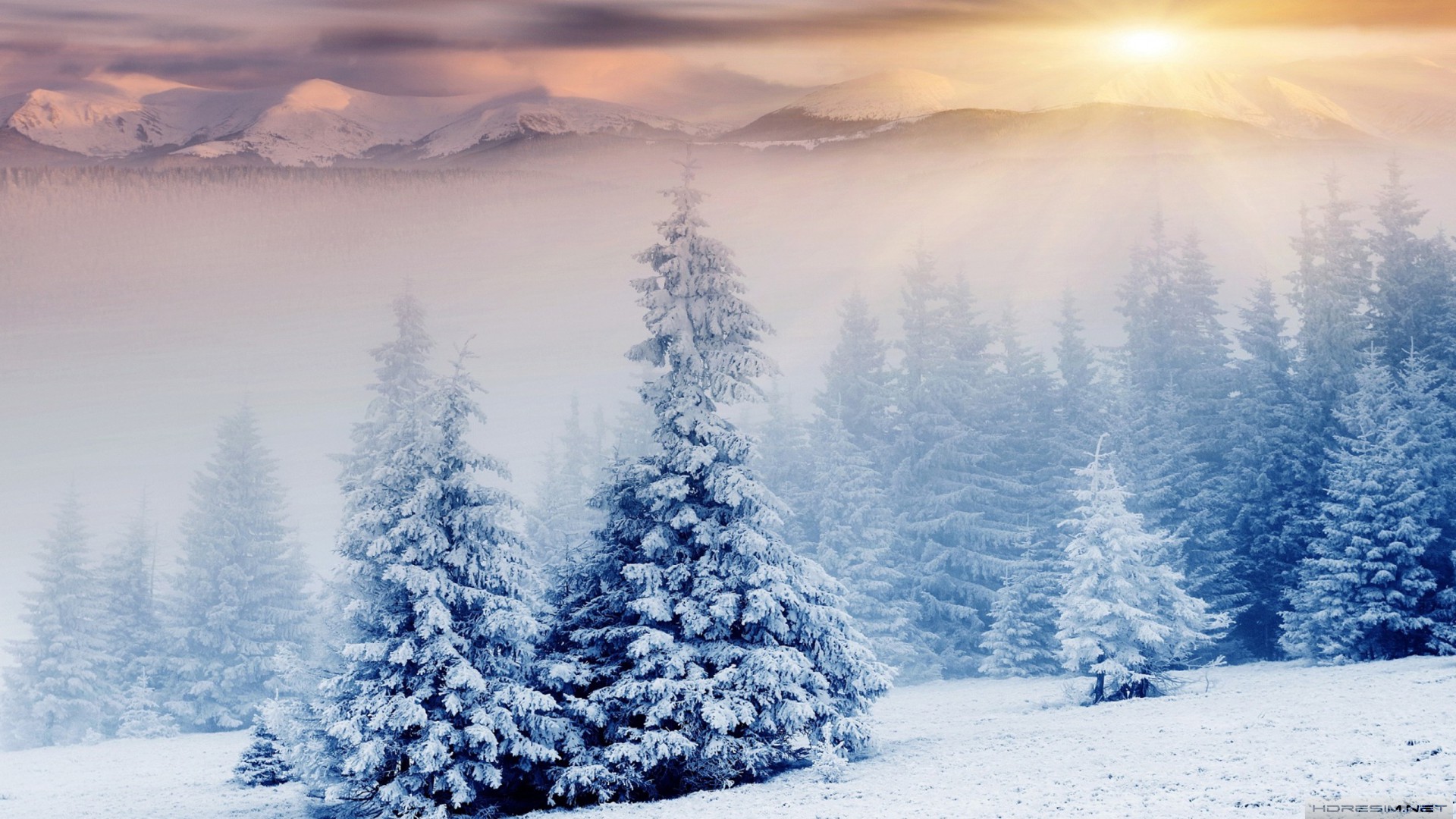 kış,orman,kar,doğa,dağ,ağaç,güneş