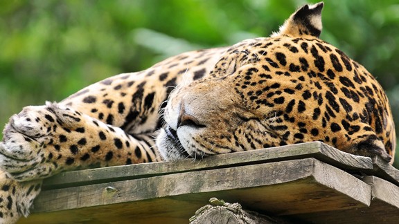 Uyuyan Jaguar