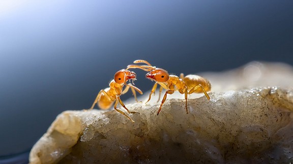Karıncalar