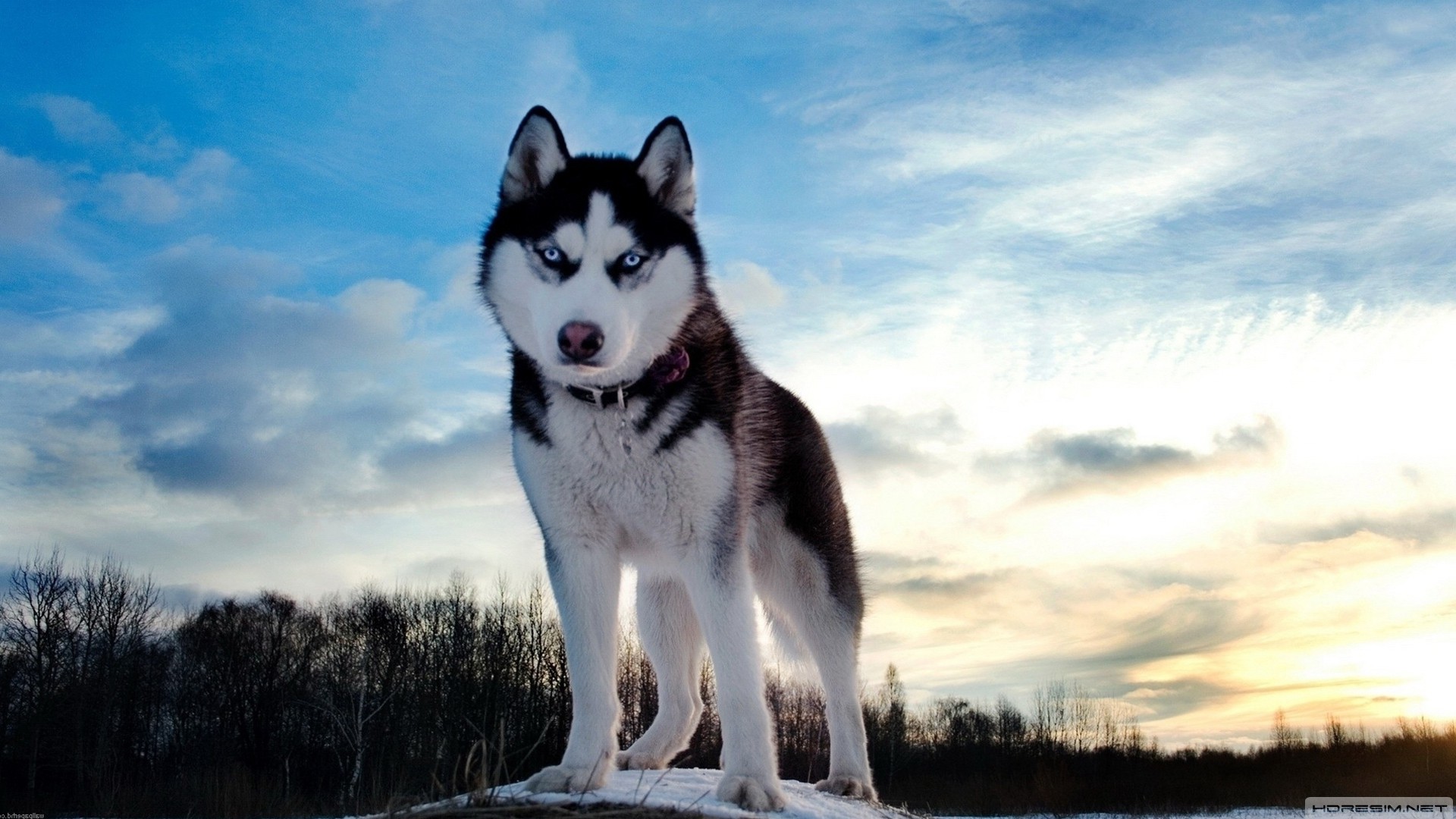 köpek,husky,sibirya kurdu,gökyüzü,kar