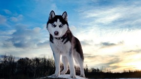 köpek,husky,sibirya kurdu,gökyüzü,kar