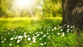 ilkbahar,çiçek,beyaz,yeşil,ağaç,güneş