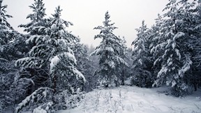 kış,orman,ağaç,kar