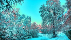 kış,buz,ağaç,gökyüzü