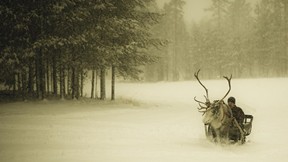 kış,kar,orman,yol,geyik