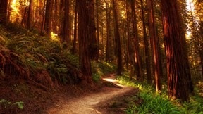 doğa,orman,ağaç,yol