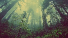 doğa,orman,sis,ağaç