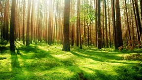 doğa,orman,ağaç,çimen,güneş