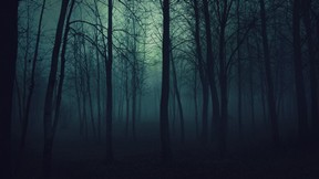 doğa,orman,ağaç,karanlık