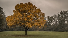 sonbahar,ağaç