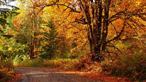 sonbahar,ağaç,orman,yol