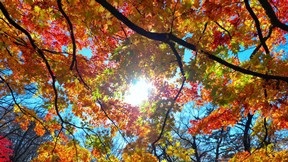 sonbahar,yaprak,ağaç,güneş