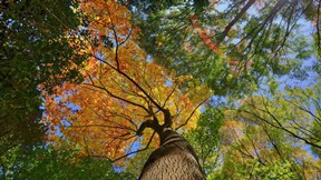 sonbahar,ağaç,yaprak