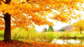 sonbahar,ağaç,yaprak,göl