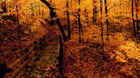 sonbahar,ağaç,orman,yaprak,köprü
