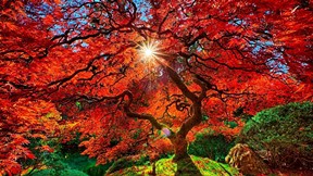 sonbahar,ağaç,kızıl,güneş