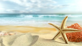 yaz,deniz yıldızı,kumsal