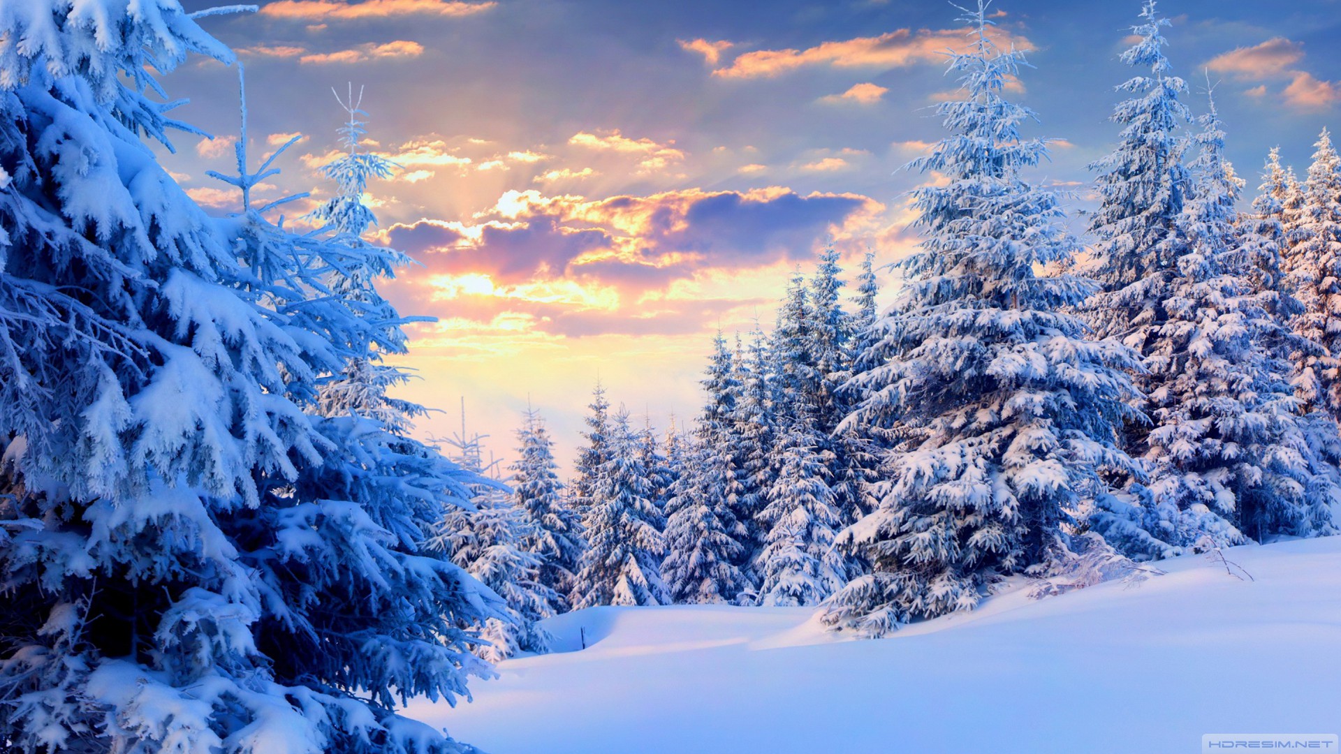 kış,orman,ağaç,kar