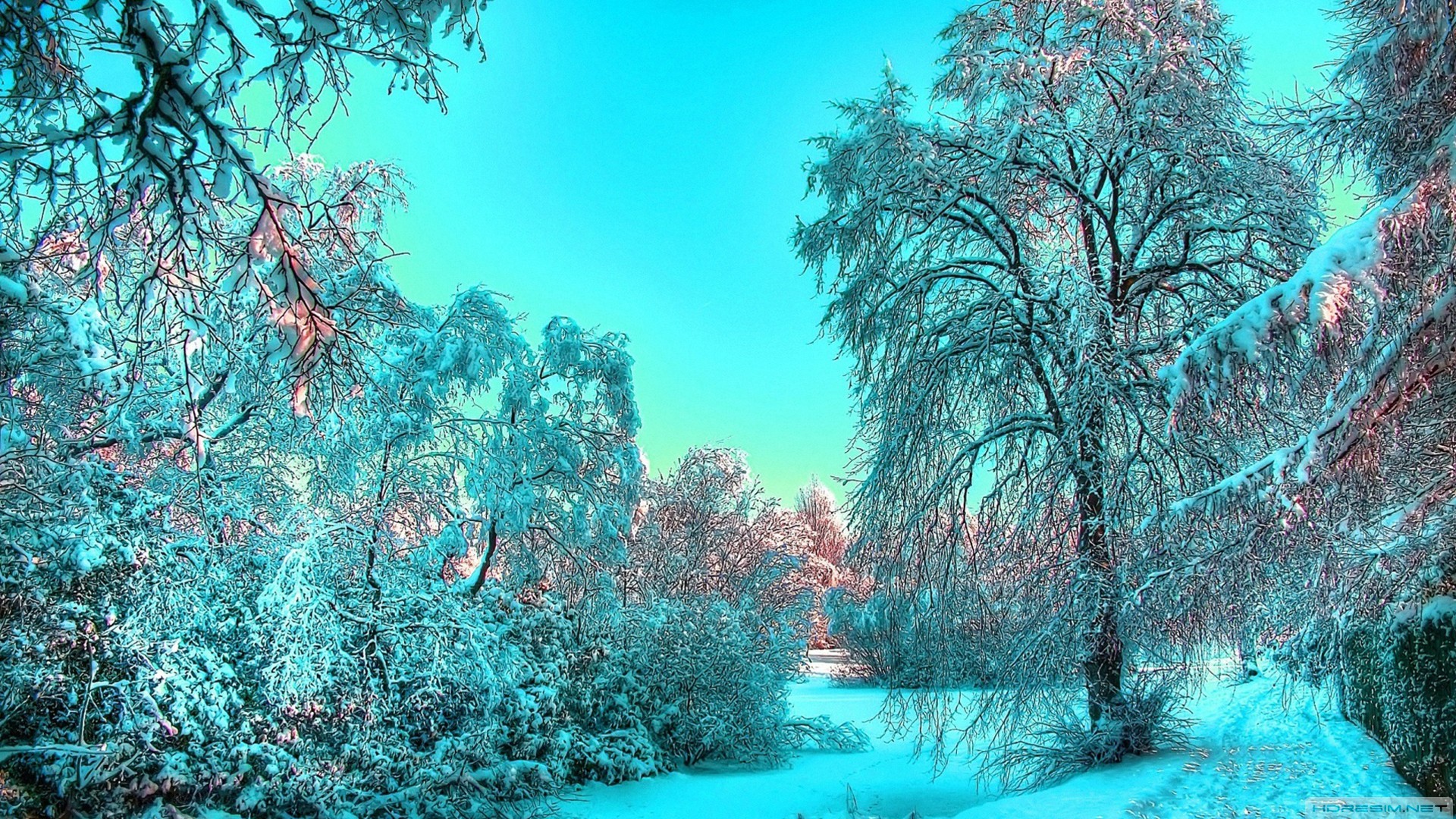 kış,buz,ağaç,gökyüzü