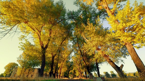 Sarı Ağaçlar