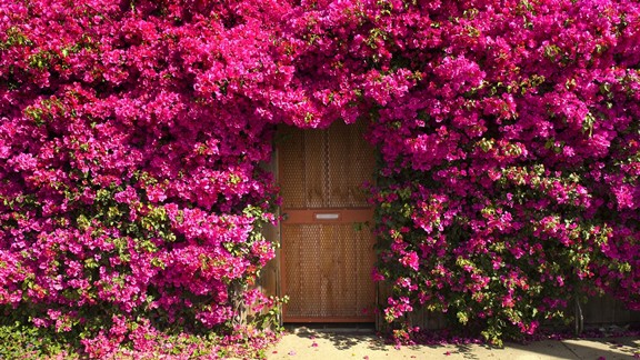 Pembe Kapı Çiçekleri
