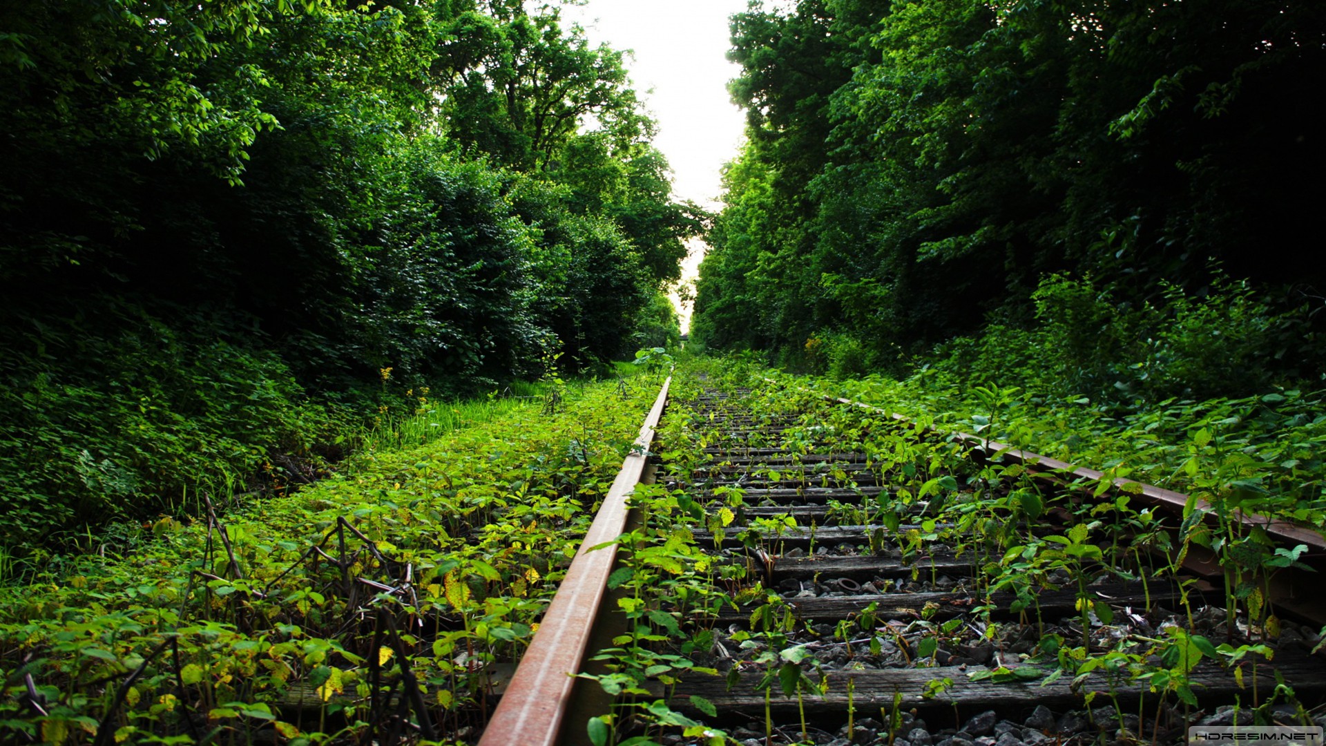 doğa,orman,tren,ray