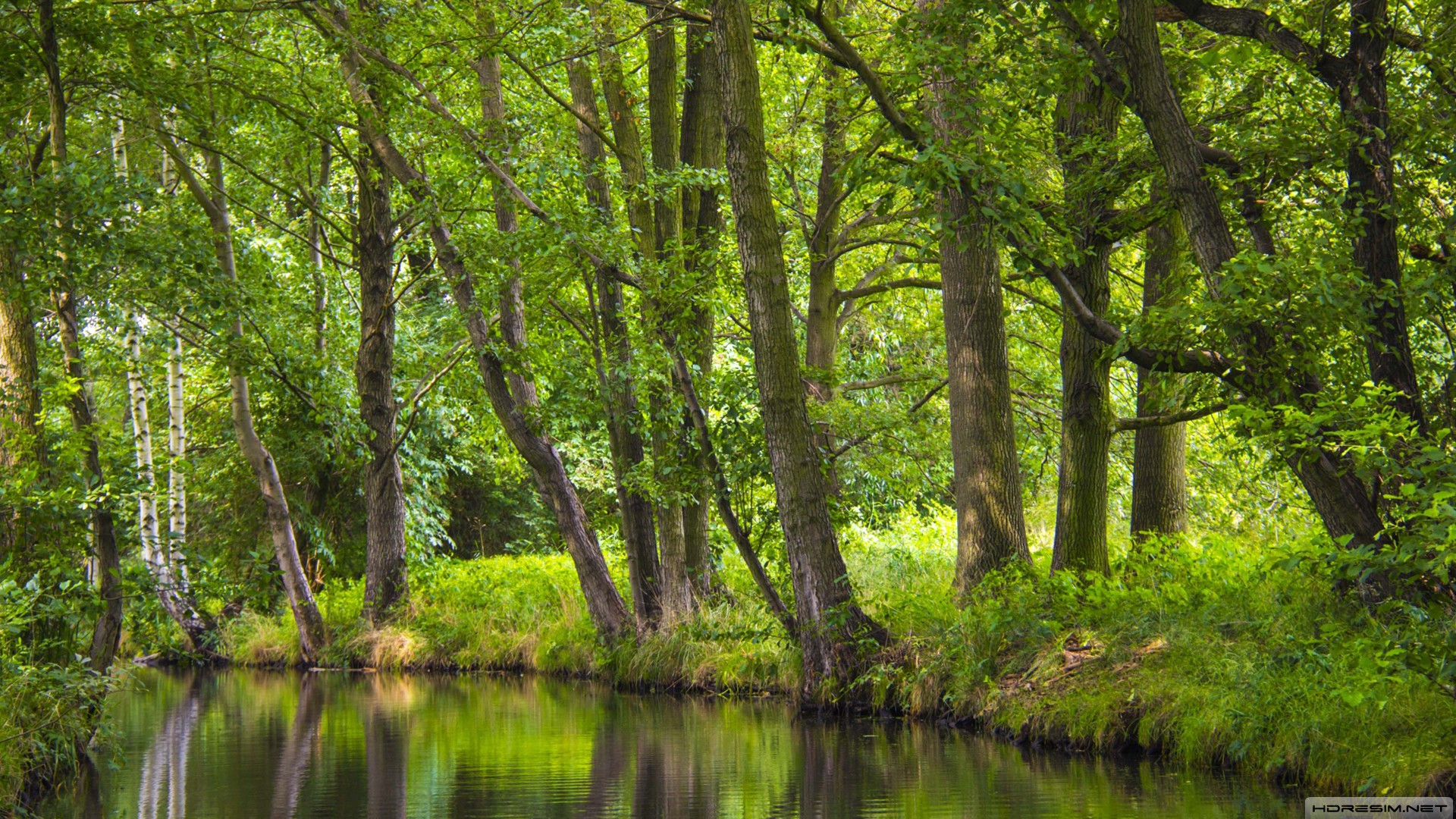 doğa,orman,nehir