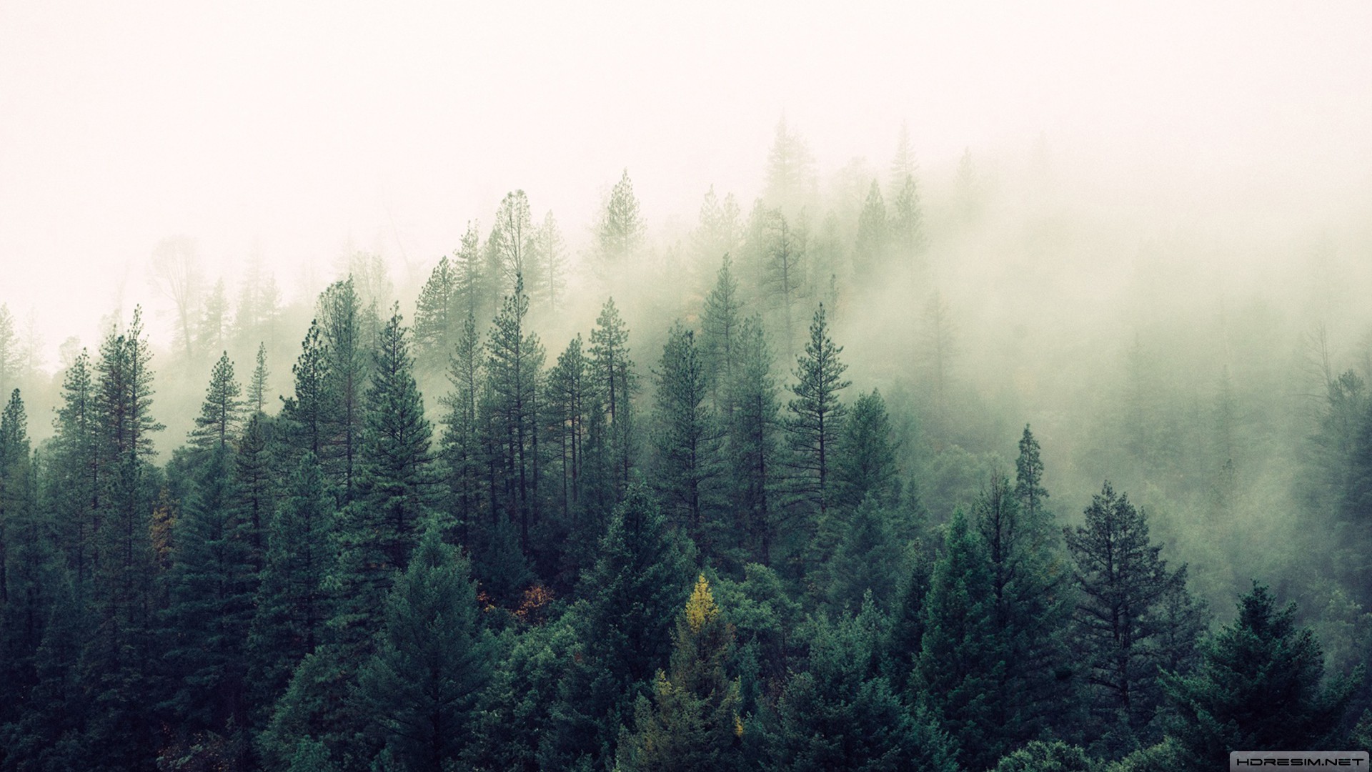 orman,doğa,bulut,ağaç