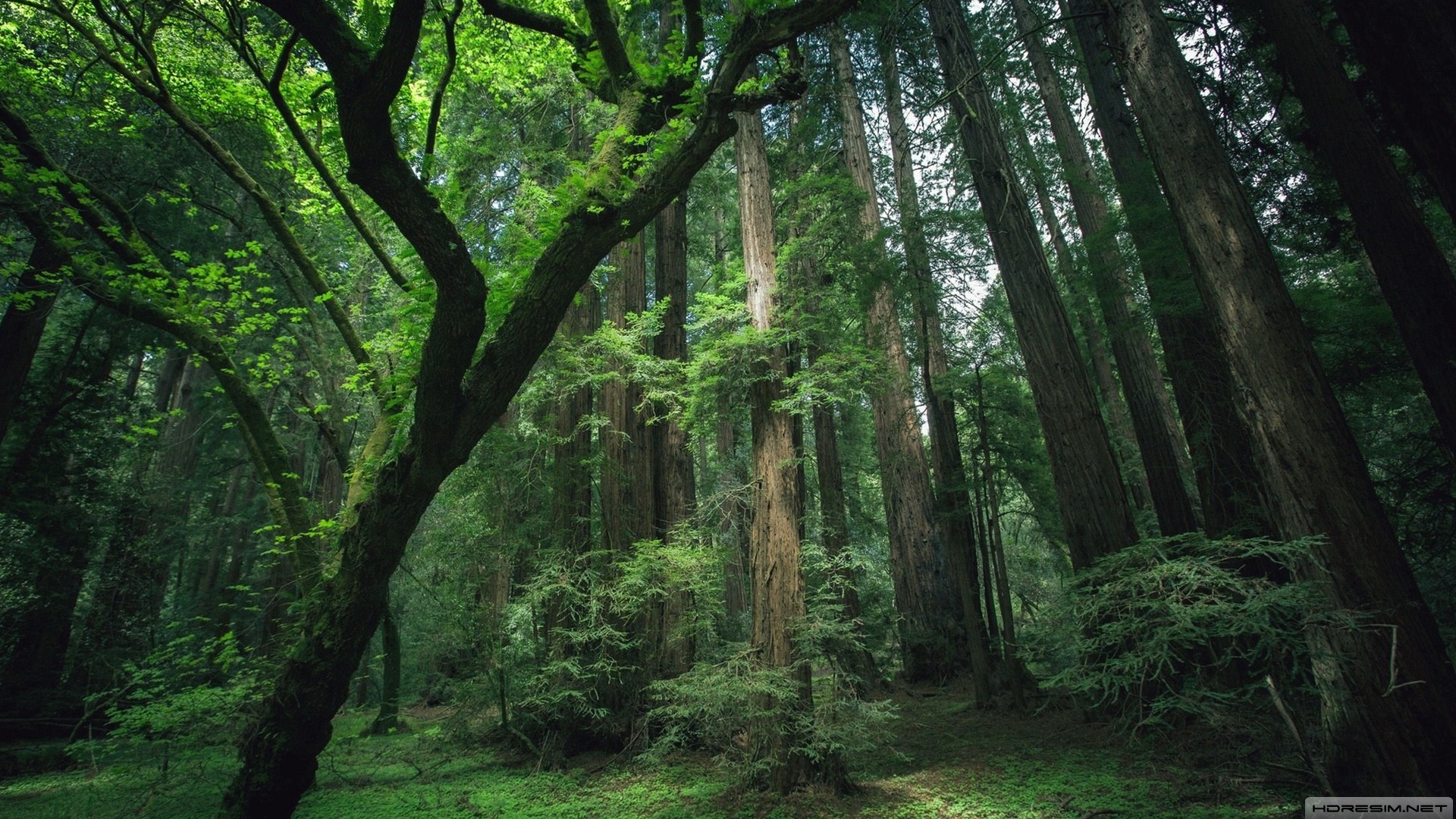 doğa,orman,ağaç